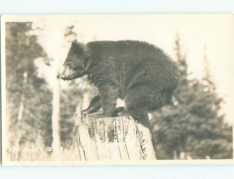 1920's rppc BEAR BALANCING Published In Banff Alberta AB W0921