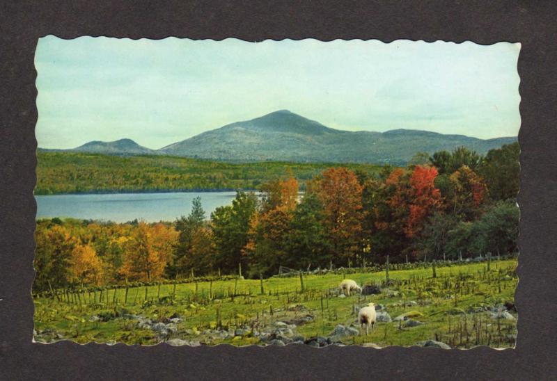 ME Lake Webb Sheep Mt Blue Mountain WELD MAINE Postcard