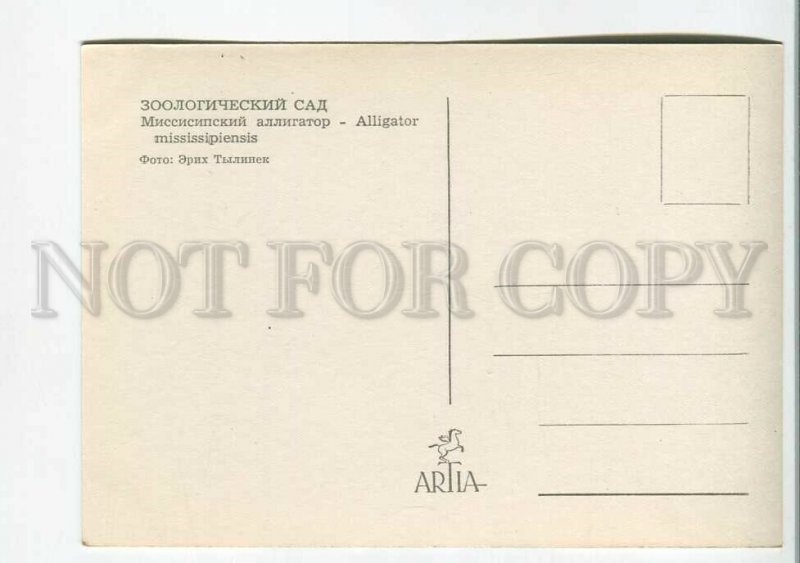 199589 ZOO American alligator old postcard