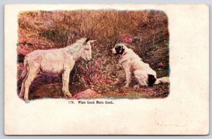When Creek Meets Greek White Two Dog Meets At The Forest Postcard