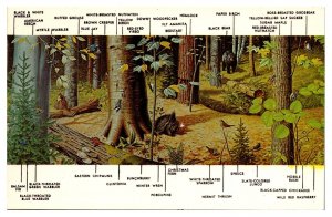 VTG Flora and Fauna of the Adirondack Mountains, ADK Museum, Blue Mtn Lake, NY