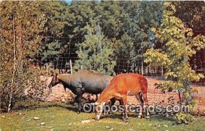 Catskill, NY, USA Blue Buck, Catskill Game Farm Unused 