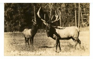 OR - Wallowa Lake State Park. Elk       RPPC