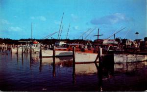 Florida Keys Marathon Scene At The Davis Docks