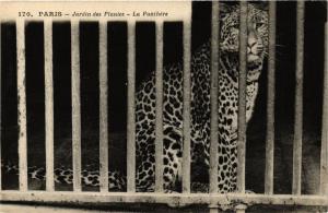 CPA PARIS (5e) Jardin des Plantes - La Panthere (133590)