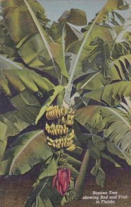 Banana Tree Showing Bud And Fruit In Florida