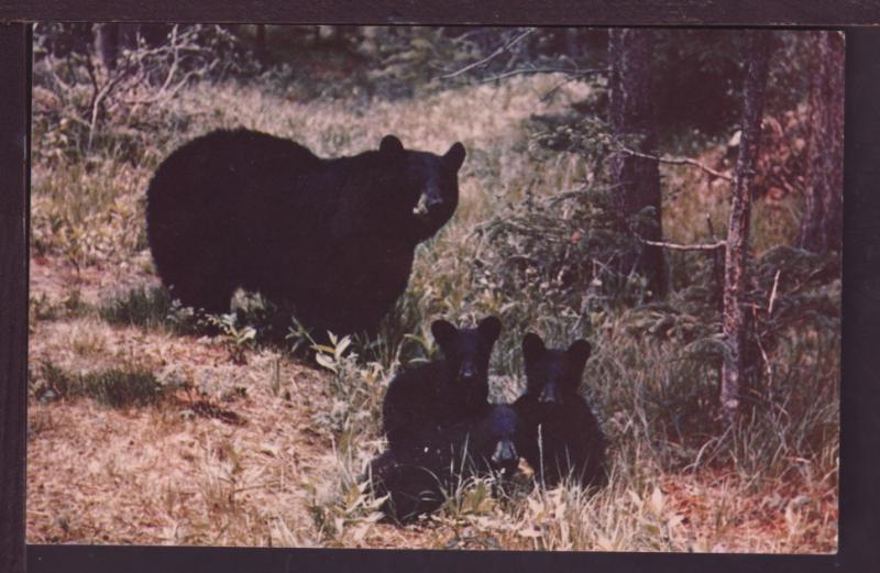Black Bear and Cubs Post Card 3702