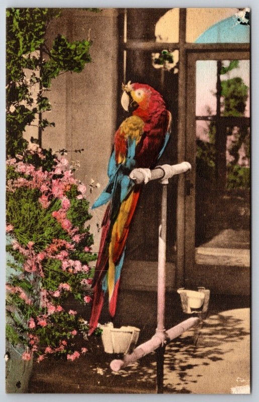 Marco Parrot Samarkand Hotel Santa Barbara Hand Colored Albertype Postcard K9