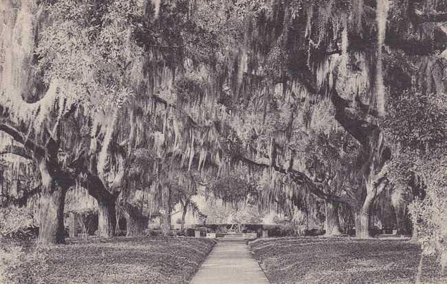 Live Oak Tree Walk - Brookgreen Gardens SC, South Carolina