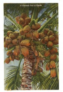 FL - Cocoanut Tree