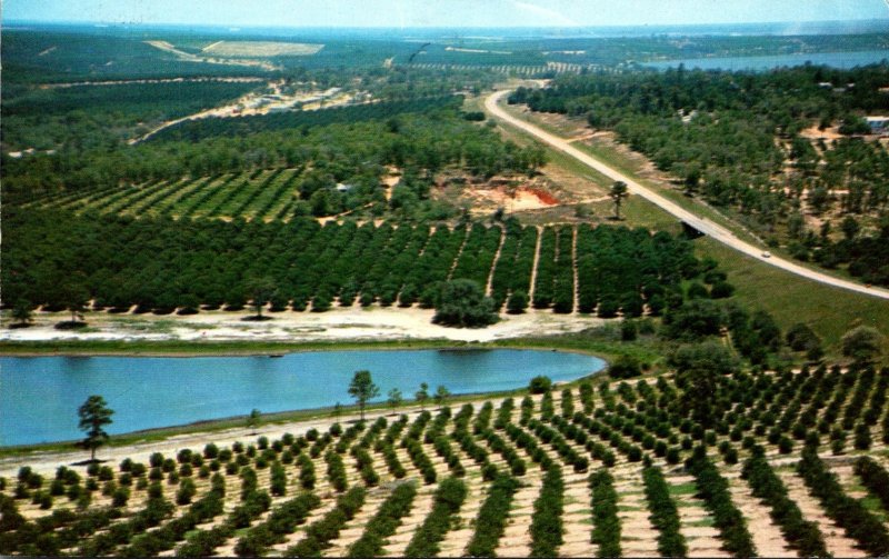 Florida Clermont Citrus Groves From Citrus Tower 1976