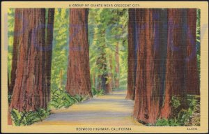 A GROUP OF GIANTS NEAR CRESCENT CITY CALIFORNIA