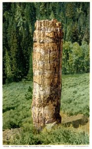 Yellowstone National Park Petrified Tree Detroit Publishing