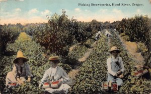 PICKING STRAWBERRIES HOOD RIVER OREGON POSTCARD 1930