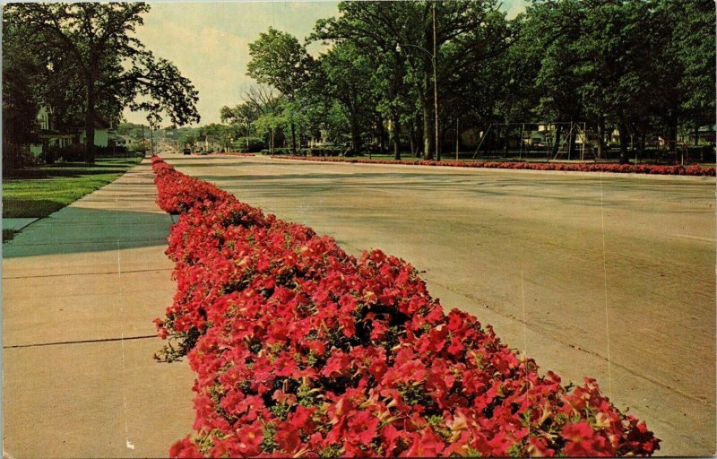 Petunia Galena Ave S Mens Garden Club Project Dixon Illinois IL Postcard Dexter  