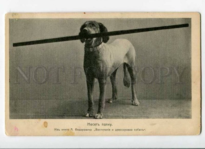 288860 RUSSIA Circus training GREAT DANE w/ Stick Vintage PC