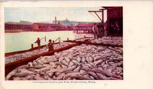 Puget Sound, Washington - The Salmon Catch, 30m Fish - c1905