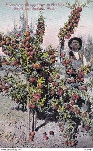 PRAIRIE, Washington, 1900-1910's; A Four Year Old Apple Tree