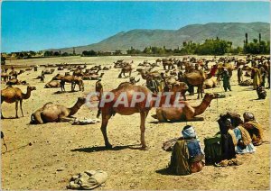 Postcard Modern Stockyard Ghaznees Camels