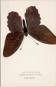 Butterfly Papilio Protenor Cram Nawa Entomological Lab Gifu Japan Postcard F82