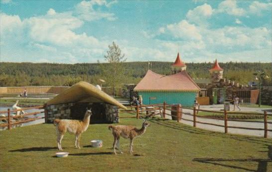 Canada Llamas The Children's Zoo Storyland Valley Edmonton Alberta