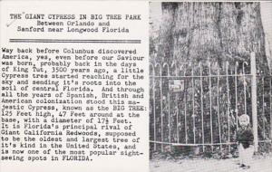 Florida Longwood Giant Cypress In Big Tree Park