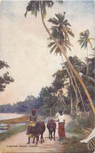 Lakeside Scene Ceylon cow cows