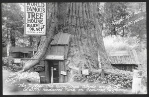 Tallest Tree House Believe It Or Not Redwood Hwy California RPPC Unused c1940s