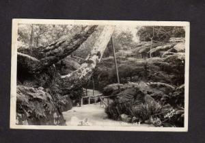 CA Fern Dell, Hollywood California Real Photo RPPC Postcard