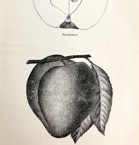 Kelsey Japan Plum & Boardman Apple Cross Section Victorian 1887 Art Print DWT9B