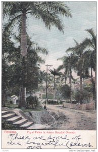 PANAMA , Royal Palms in ANCON Hospital Grounds , 00-10s