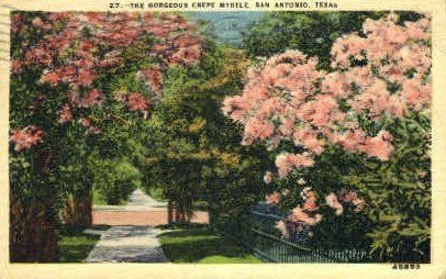 Crepe Myrtle - San Antonio, Texas