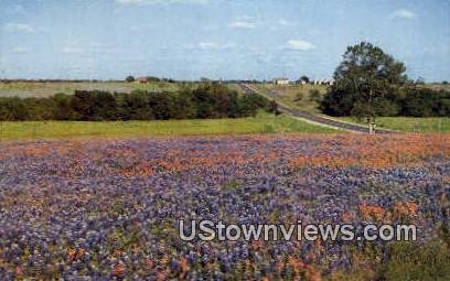 Blue Bonnets - Misc, Texas