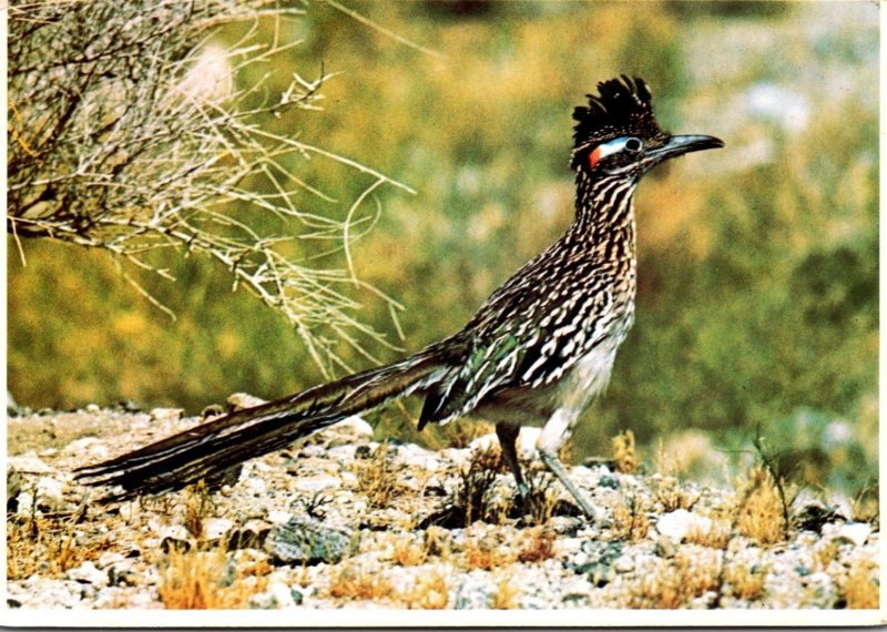 New Mexico State Bird The Road Runner