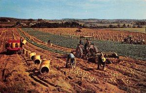Potato Harvest in Aroostook County, ME, USA Farming Postcard