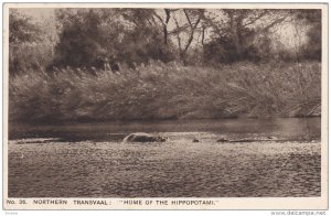 Hippopotamuses , Northern Transvaal : Home of the Hippopotami , 10-30s