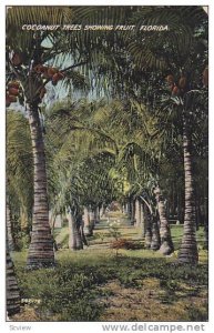 Cocoanut trees showing fruit, Florida, 00-10s