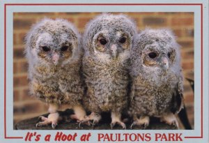 Paultons Park Hampshire Owls Its A Hoot Postcard