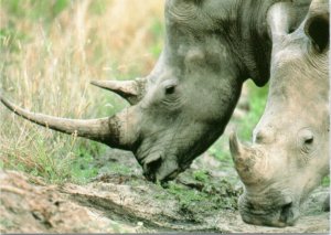 Postcard Close-up white Rhinoceros Kruger National Park South Africa