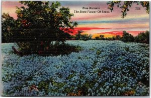 Postcard TX Blue Bonnets The State Flower of Texas  (33-177)