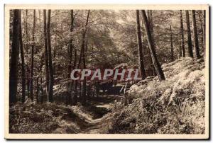 The Huelgoat - Road in the Forest - Old Postcard