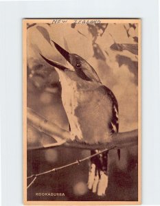 Postcard Kookaburra New Zealand