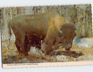 Postcard American Bison at Exotic Animal Paradise Strafford Missouri USA