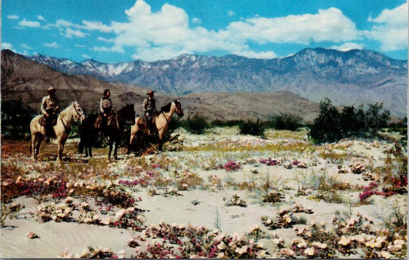 People Horseback Desert Indio CA near Shields Date Gardens Muench Postcard D93