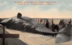 Port Arthur Whale Caught March 1910 Gulf of Mexico Whaling Unused 