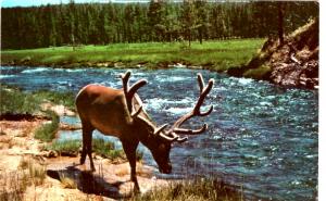 Haynes 59 SERIES #004, Bull Elk, Yellowstone National Park