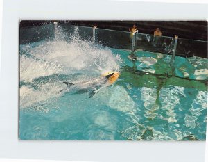Postcard Porpoise Sea Life Park Ocean Science Center Oahu Hawaii USA