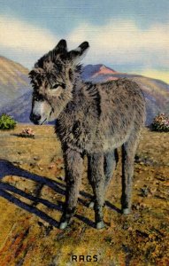 Rags, Baby Burro