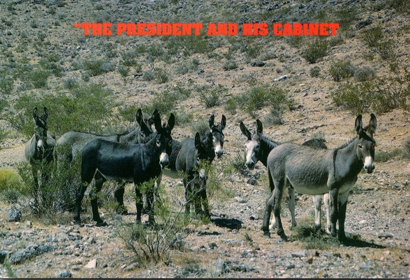 Humour Group Of Donkeys The President and His Cabinet 2001