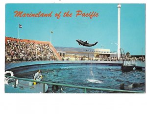 Marineland of the Pacific Porpoise Performing in Sea Arena California 1968